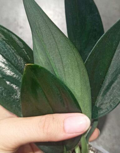 Scindapsus Treubii Dark Form alternative