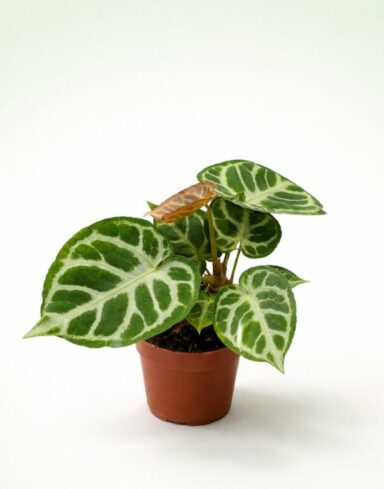 anthurium silver blush