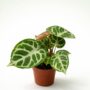 anthurium silver blush