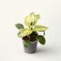 philodendron birkin