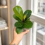 Ficus Lyrata