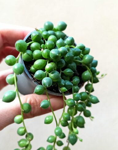 Senecio rowleyanus – collier de perles alternative