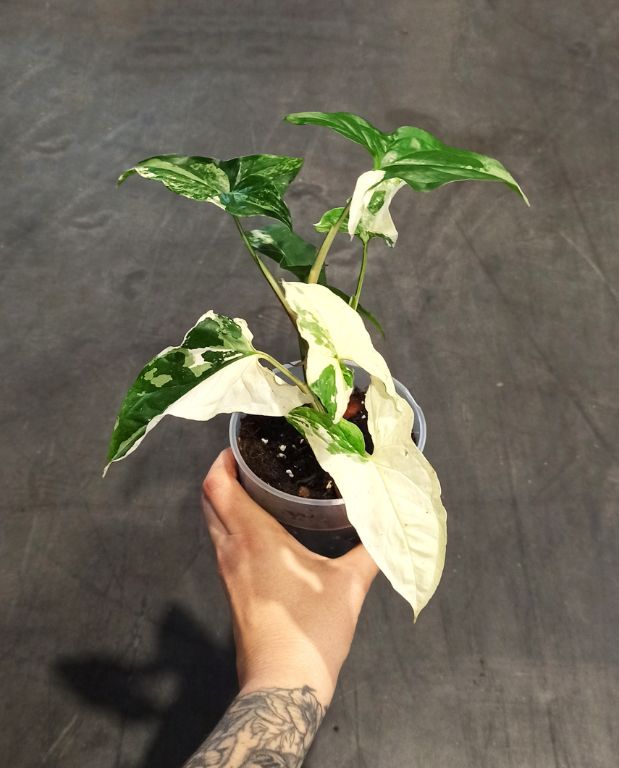 Syngonium albo variegata