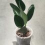 Scindapsus Treubii Dark Form taille S pot 9cm