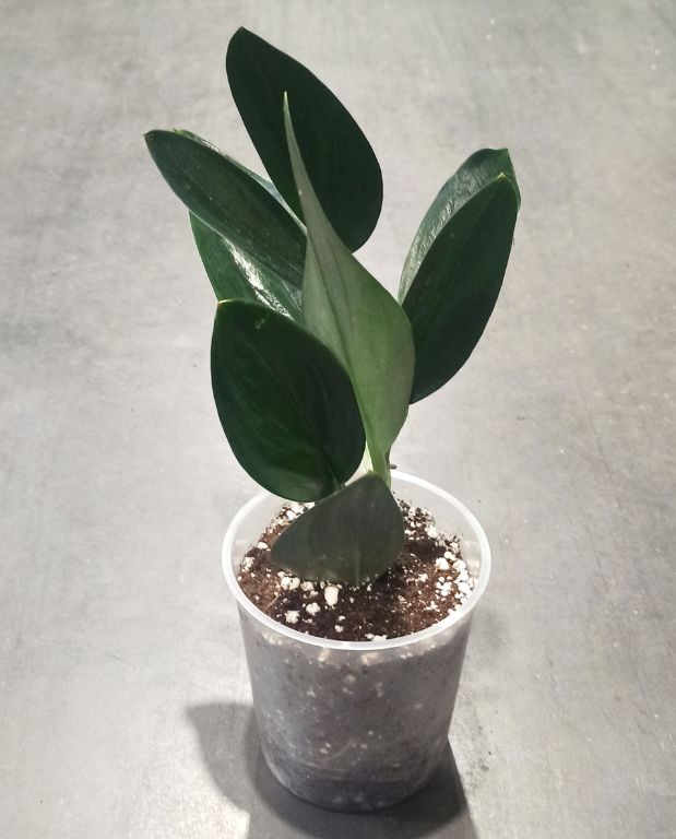 Scindapsus Treubii Dark Form taille S pot 9cm