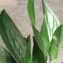 Scindapsus Treubii dark form feuillage bleu vert