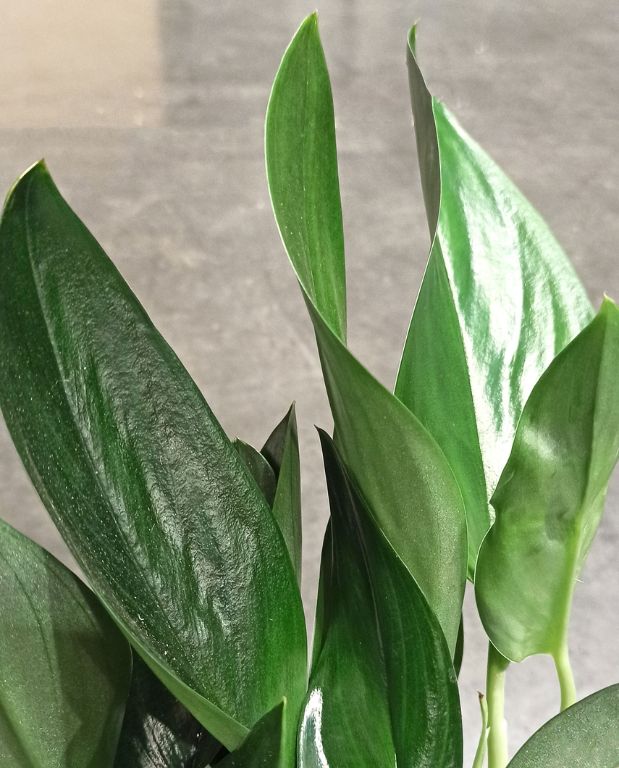 Scindapsus Treubii dark form feuillage bleu vert