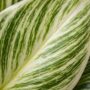 philodendron birkin
