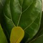 Ficus Lyrata