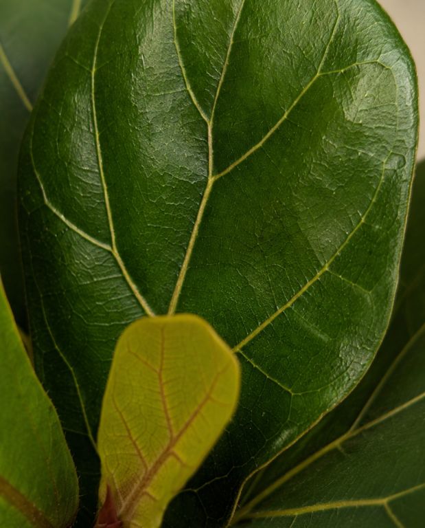 Ficus Lyrata