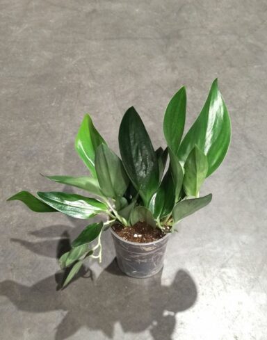 Scindapsus Treubii dark form taille M pot 12cm
