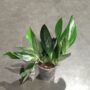 Scindapsus Treubii dark form taille M pot 12cm