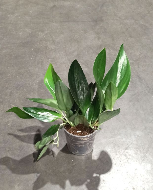 Scindapsus Treubii dark form taille M pot 12cm