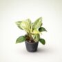 philodendron birkin