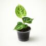 anthurium silver blush S 6cm