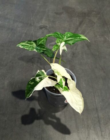 Syngonium albo variegata