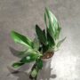 Scindapsus Treubii dark form pothos plante tombante