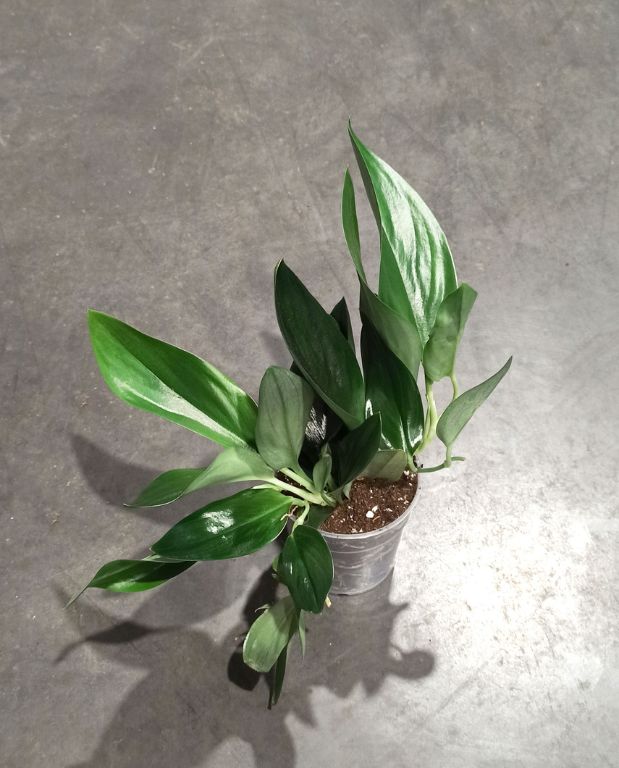 Scindapsus Treubii dark form pothos plante tombante