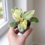 philodendron birkin