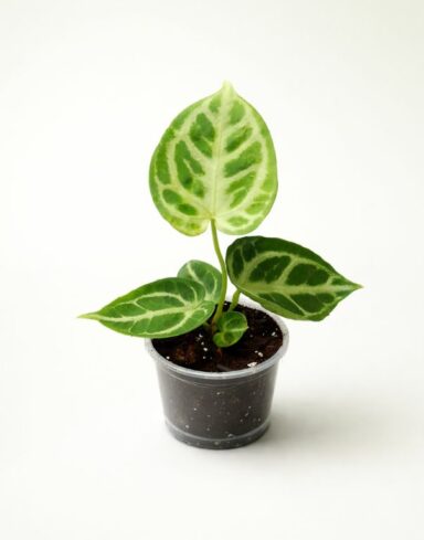 anthurium silver blush S 6cm