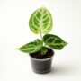anthurium silver blush S 6cm