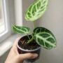 anthurium silver blush S 6cm
