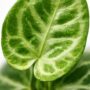 anthurium silver blush S 6cm