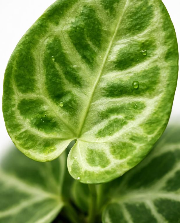anthurium silver blush S 6cm