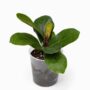Ficus Lyrata