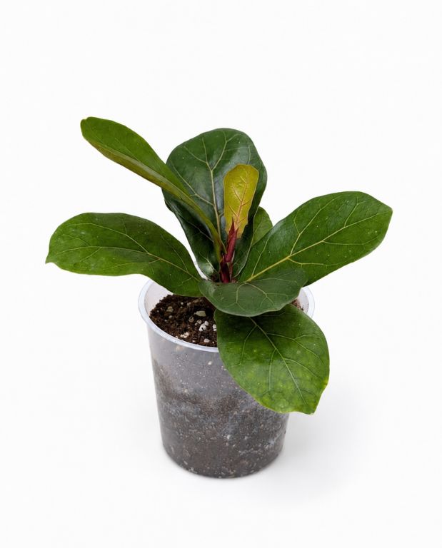 Ficus Lyrata - IndoorPoppies