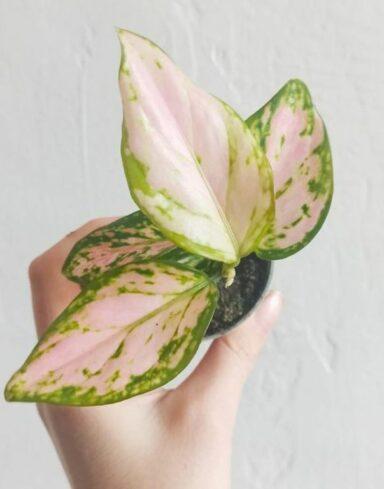 Aglaonema Red Zircon alternative