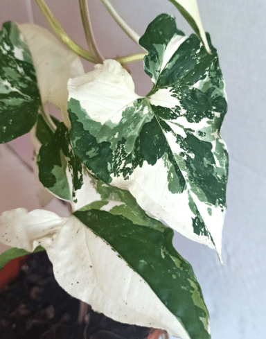 Syngonium albo variegata alternative