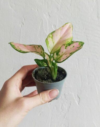 Aglaonema Red Zircon