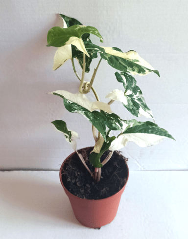 Syngonium albo variegata