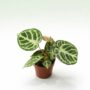 anthurium silver blush