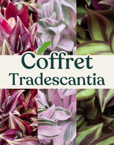 coffret tradescantia