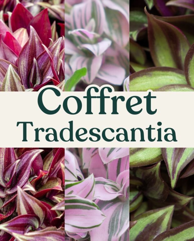 coffret tradescantia