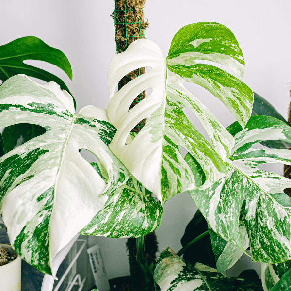 Plantes pour pièce lumineuse