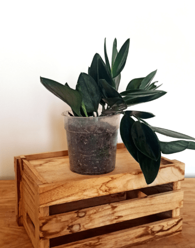 Scindapsus Treubii Dark Form