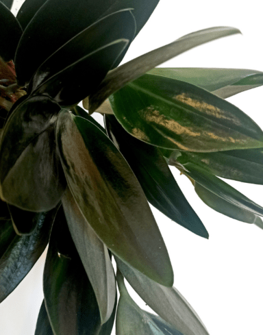 Scindapsus Treubii Dark Form alternative