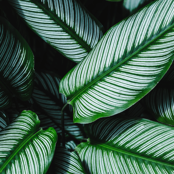 Plantes pour pièce sombre