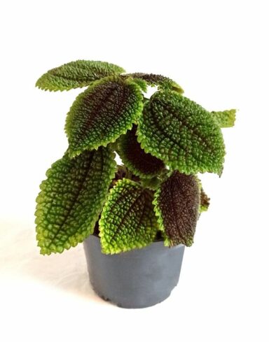 pilea moon valley