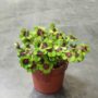 Oxalis Deppei Iron Cross