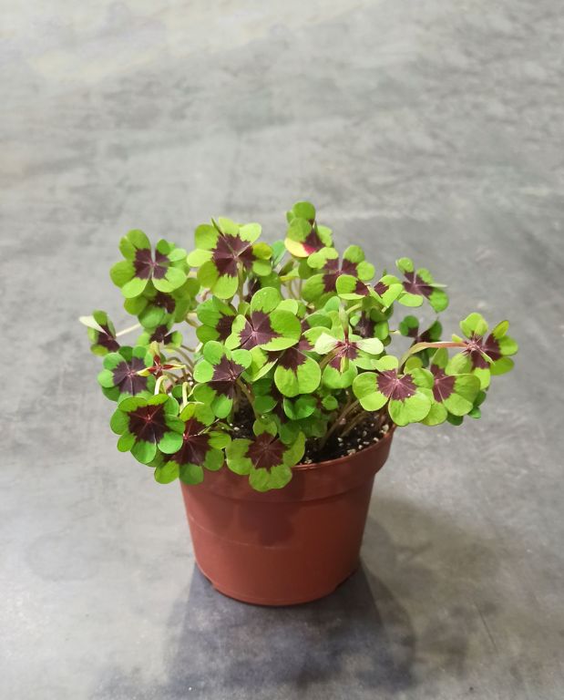 Oxalis Deppei Iron Cross