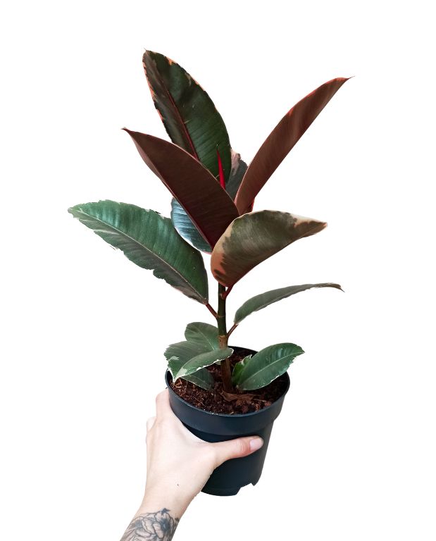 ficus elastica belize