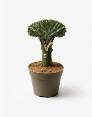 Euphorbia Lactea Cristata - Greffe - Cactus
