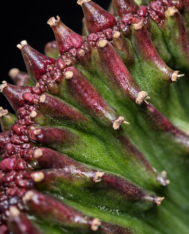 Euphorbia Lactea Cristata - Greffe - Cactus