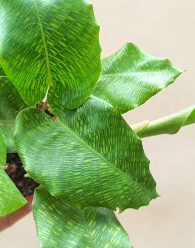 Calathea Musaica Network alternative