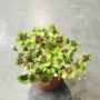 Oxalis Deppei Iron Cross