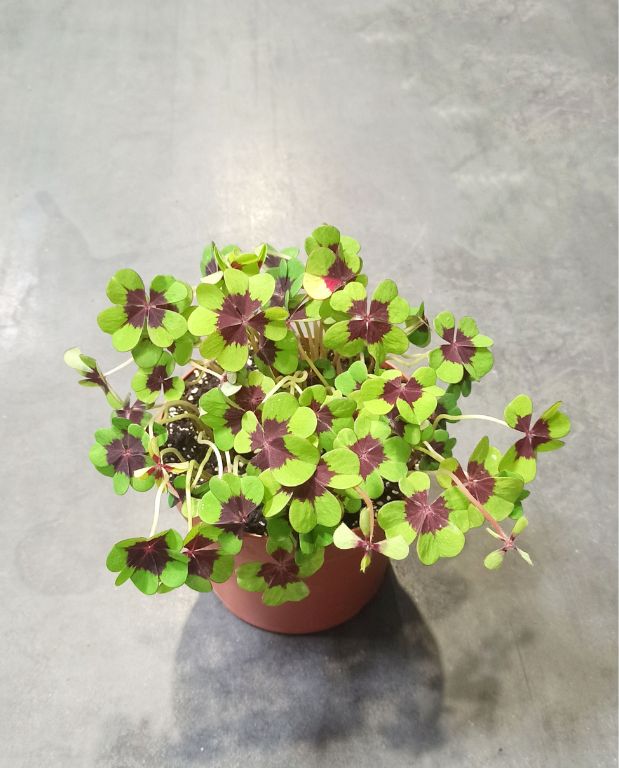 Oxalis Deppei Iron Cross